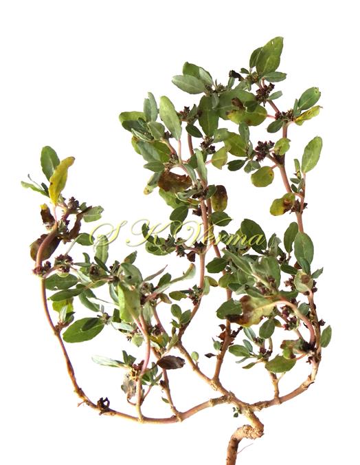  Plant